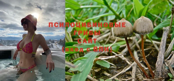 ПСИЛОЦИБИНОВЫЕ ГРИБЫ Вязники